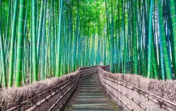 Foresta di Bamboo